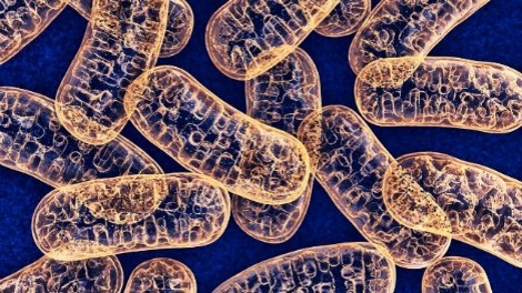 Μιτοχονδριακό DNA