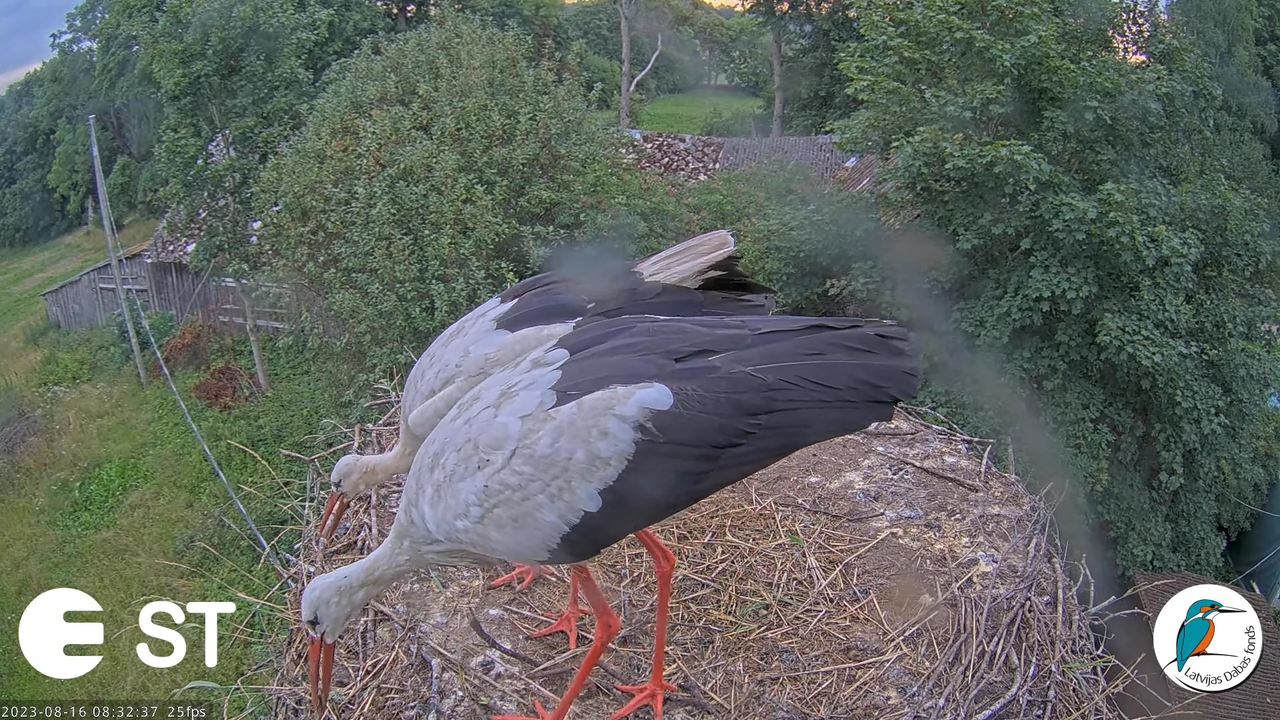 Baltie stārķi (Ciconia ciconia) Tukuma novadā - LDF tiešraide __ White storks in Tukums, Latvia 11-5