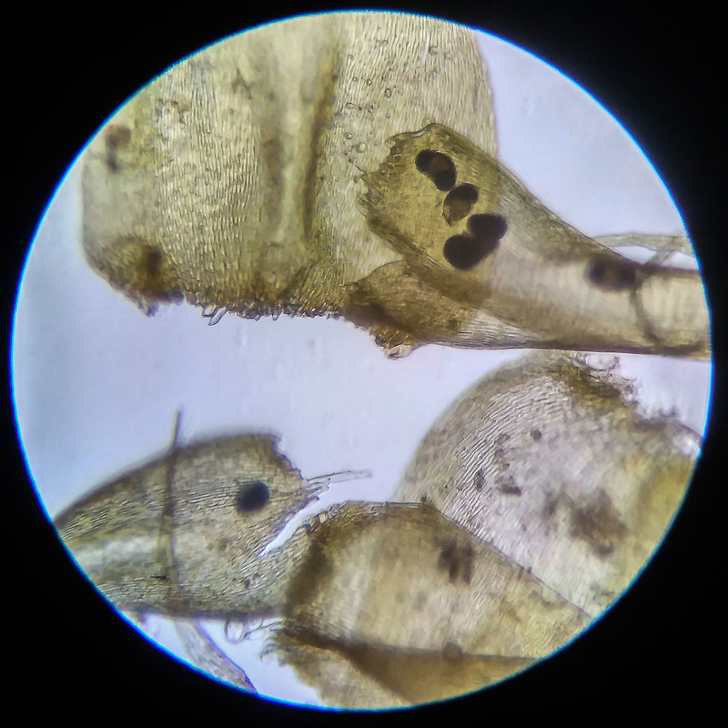 IMG 20250614 204337 HDR