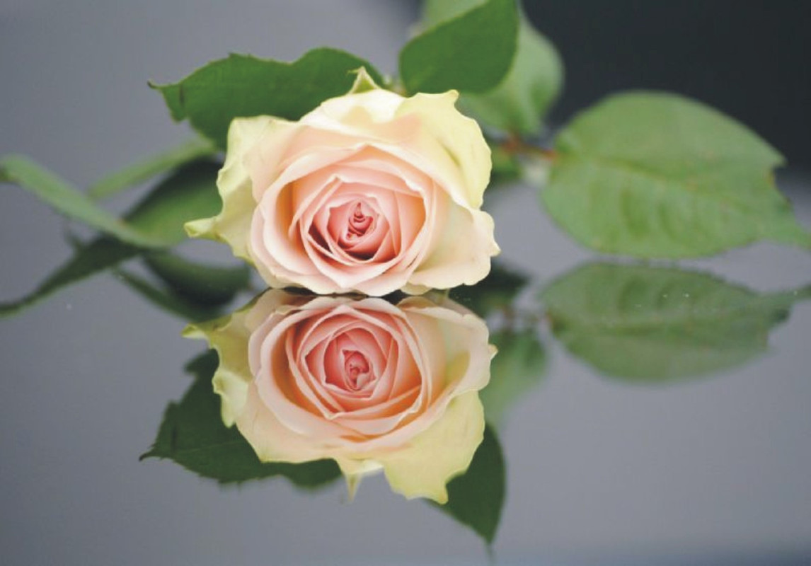 [Image: rose-blanche.jpg]