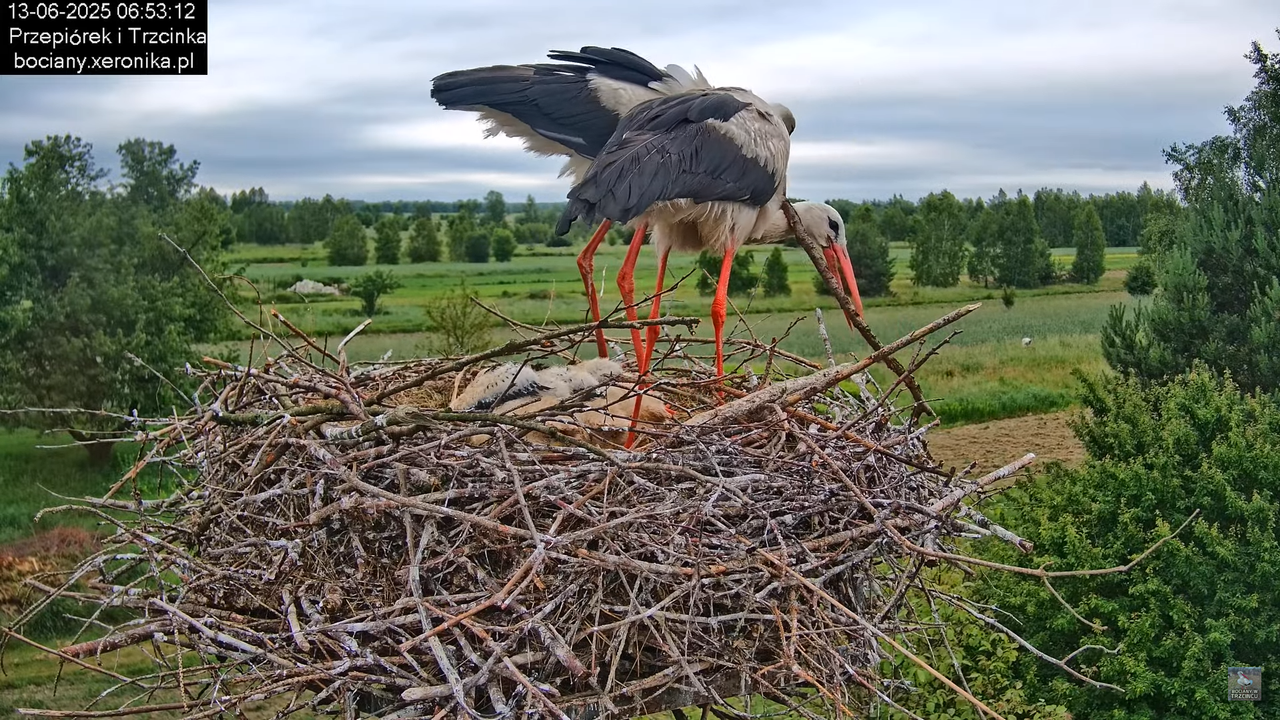 13062025bociany17