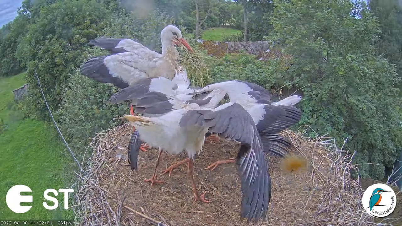 Baltie stārķi (Ciconia ciconia) Tukuma novadā - LDF tiešraide __ White storks in Tukums, Latvia 13-1