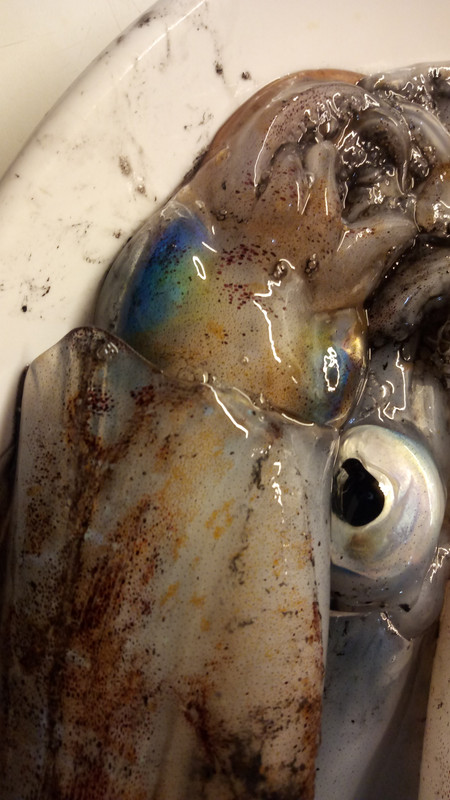 IMG_20200419_201137 (1)