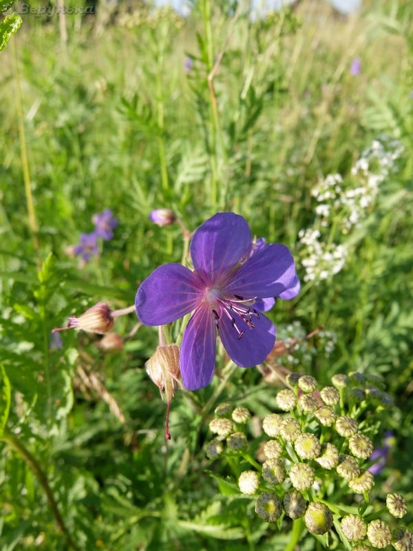 DSCF9485