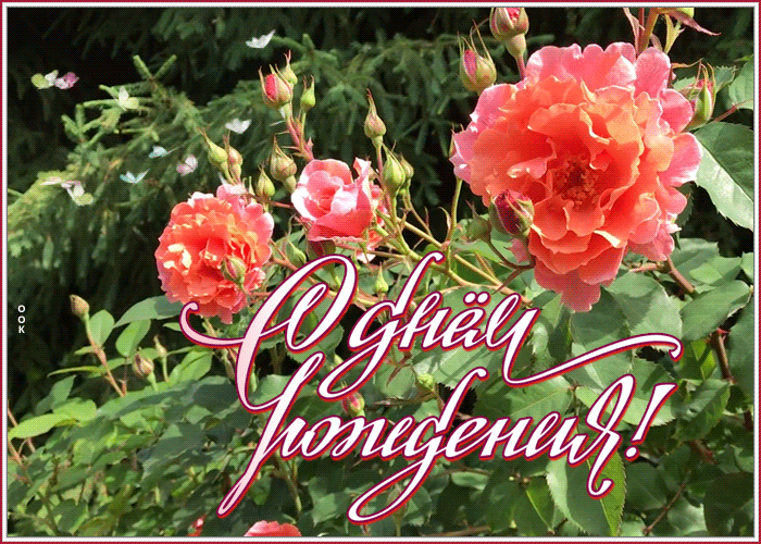 https://i.postimg.cc/hGTGDKhz/otkrytka-gif-s-dnem-rozhdeniya-zhenshchine-s-rozami-8406.gif