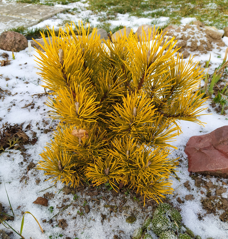Сосна Pinus Mugo Carstens Winter Gold_2021.12.05