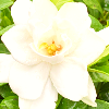 6spring-gardenia