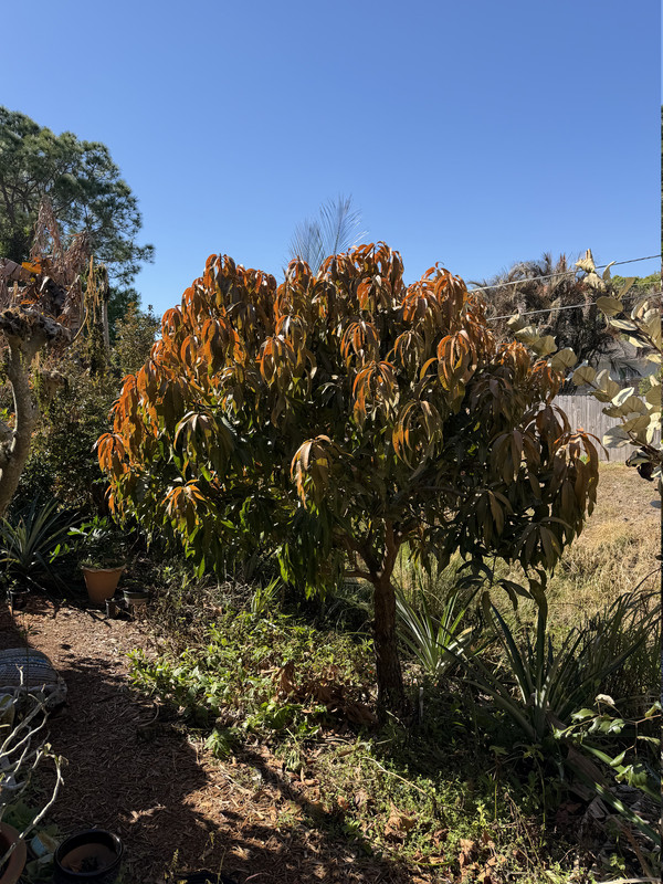 IMG 0126