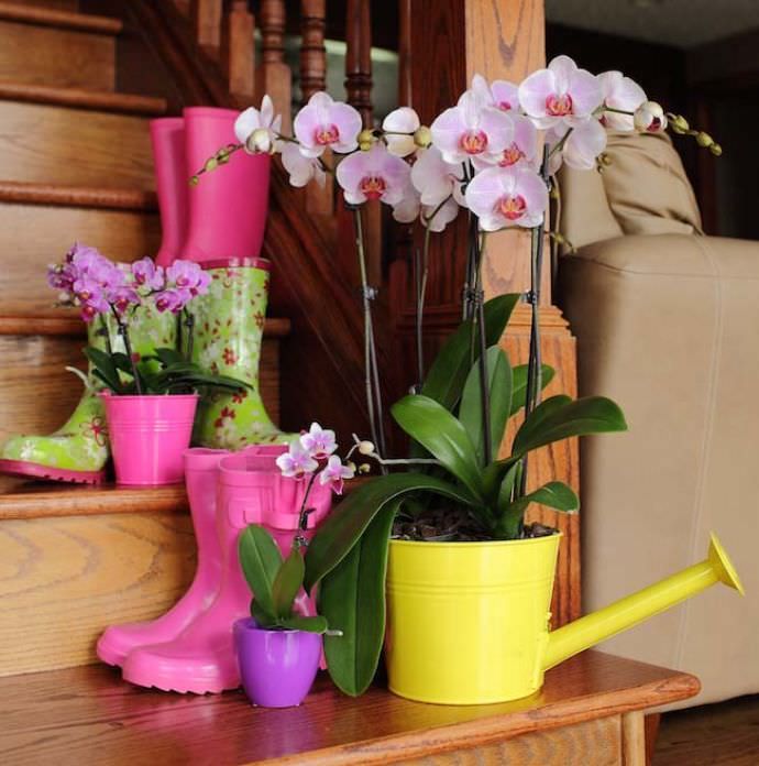 Секреты успешного выращивания орхидей в домашних условиях