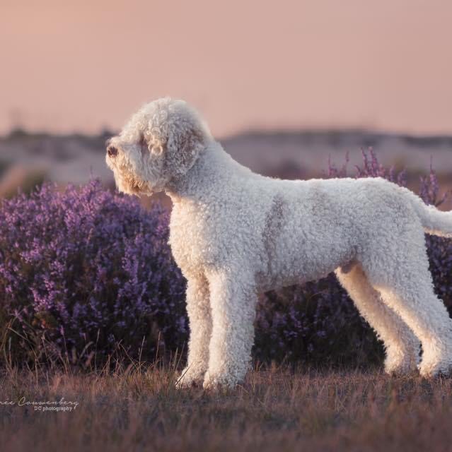 Quasimodo Della Taparina pedigree