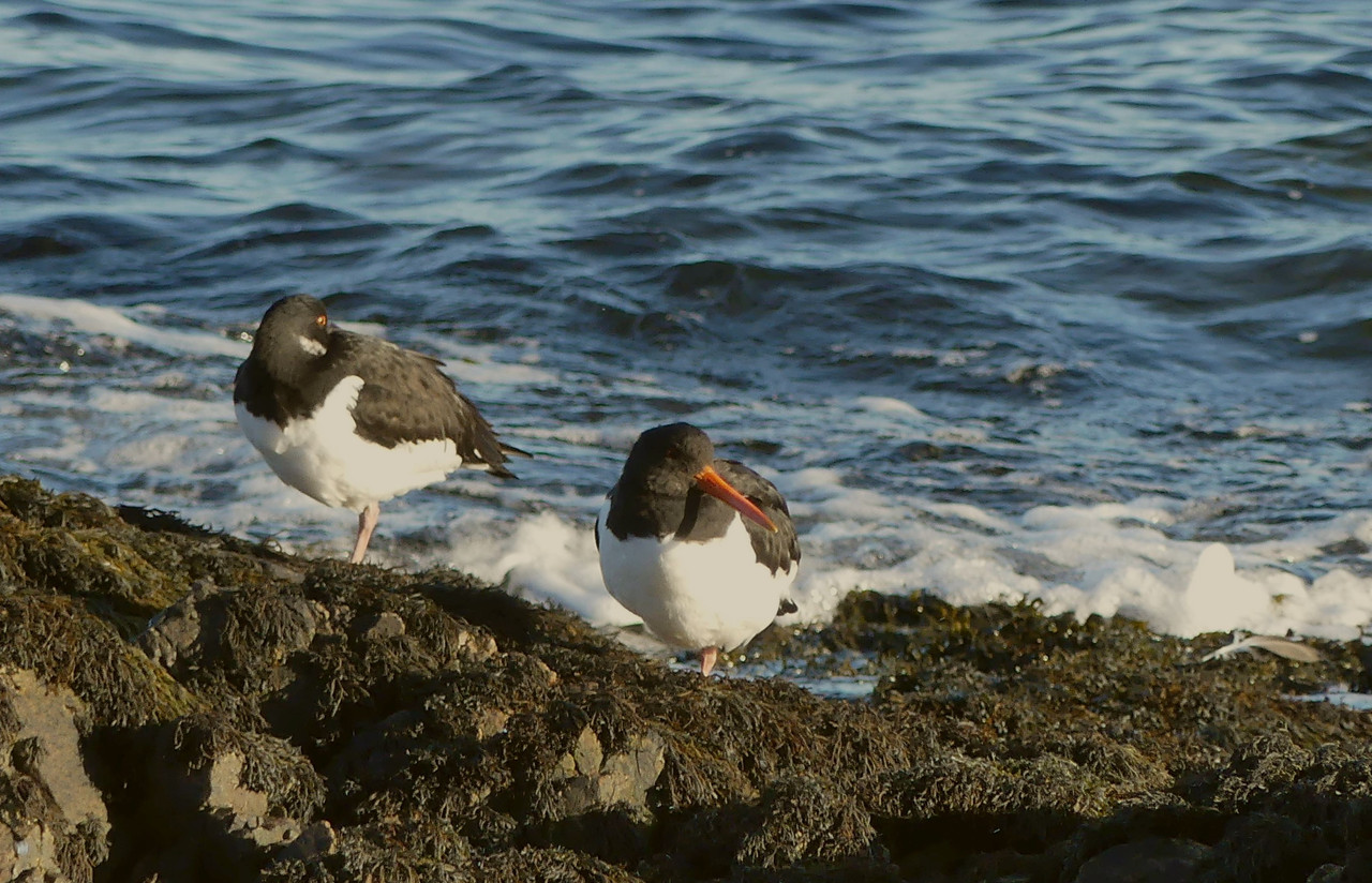 OYSTERCATCHERS 1