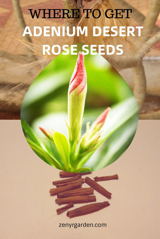 where-to-get-adenium-desert-rose-seeds.jpg