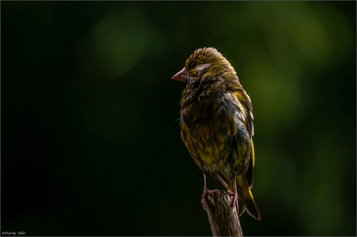 _DSC4026 2018 Vögel  LRERWZ