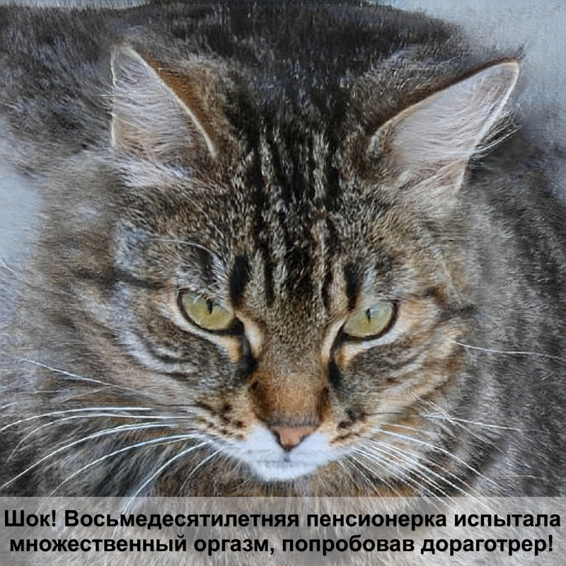 уход за шерстью кошки