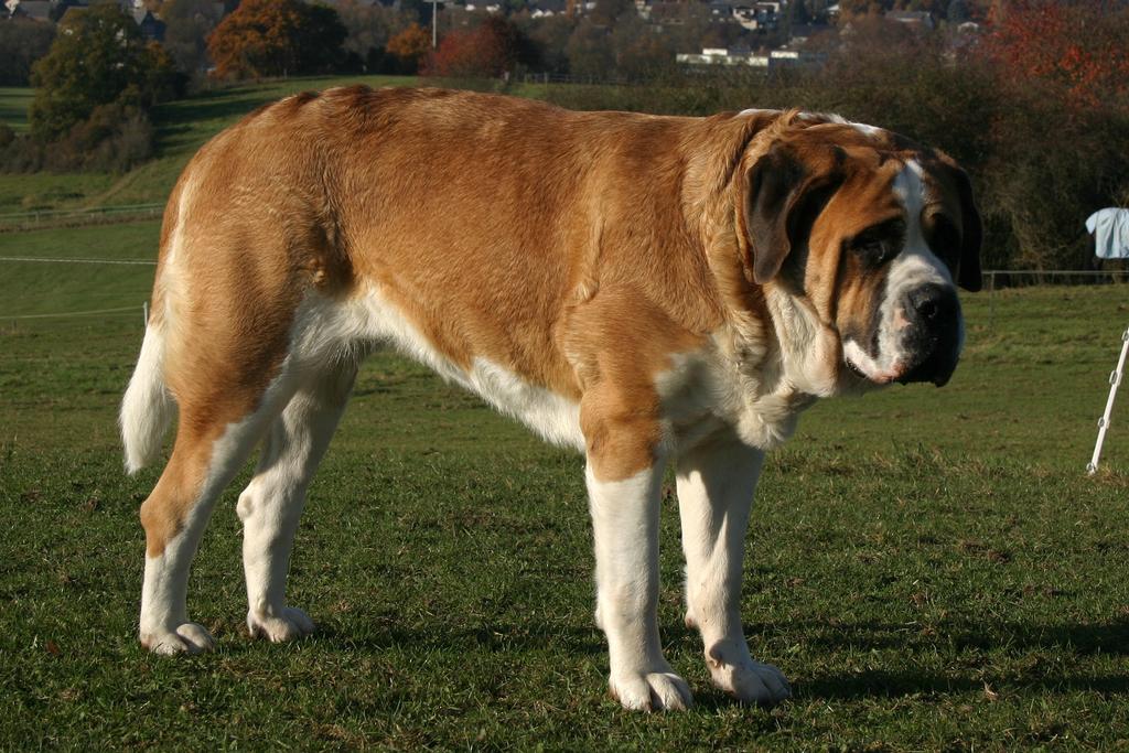 saint-bernard-dog-stock-3-by-luda-stock-d4lnibp-fullview.jpg