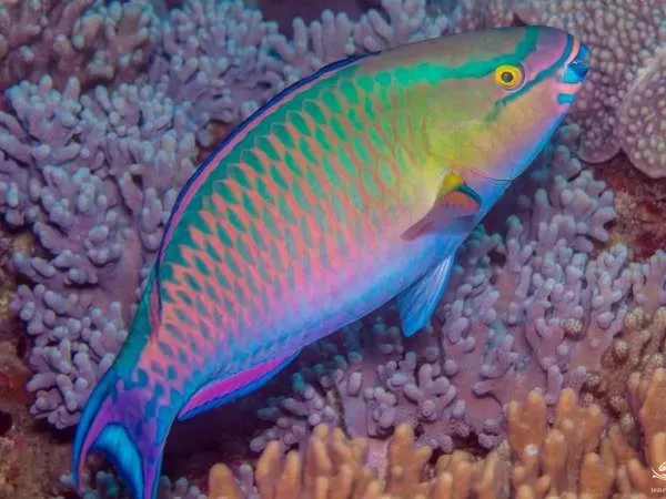 [Image: blood-parrot-fish-10520-2-1705338946.webp]