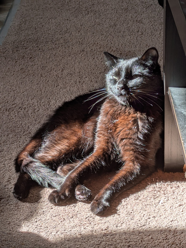 black cat in sun
