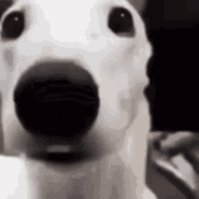 shaking-dog-white-dog.gif