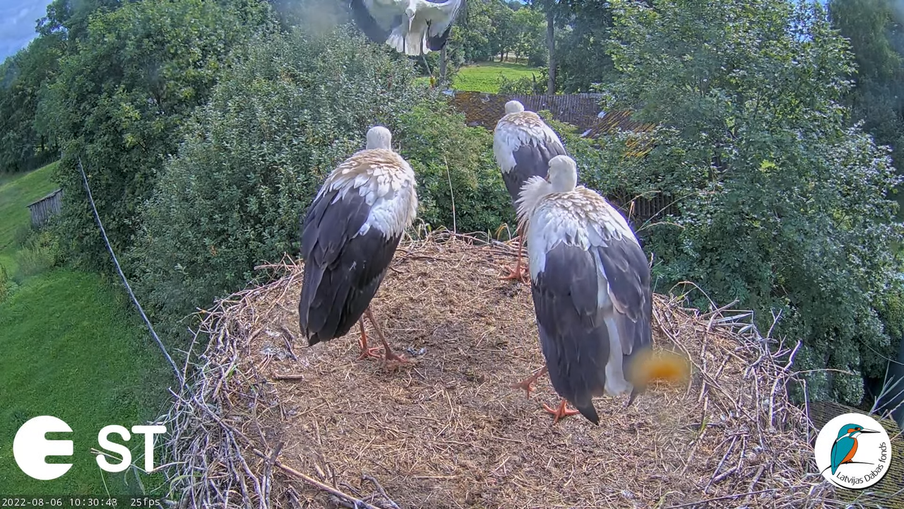 Baltie stārķi (Ciconia ciconia) Tukuma novadā - LDF tiešraide __ White storks in Tukums, Latvia 12-2