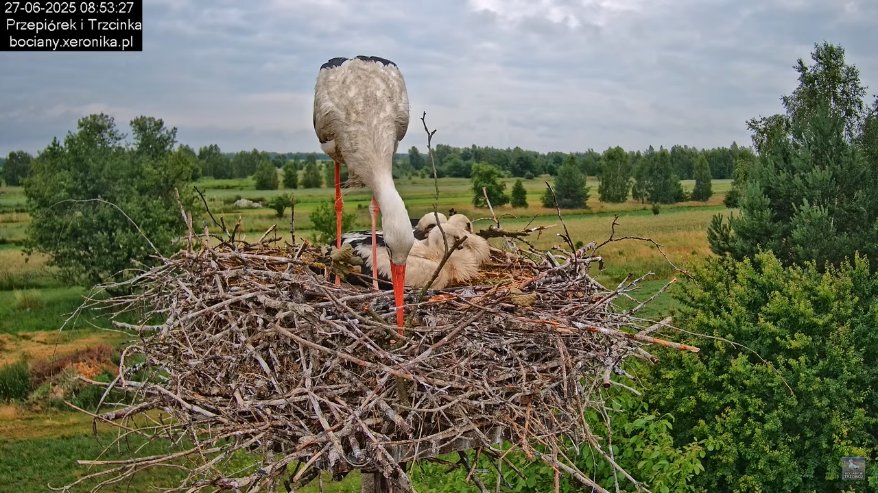 27062025bociany19