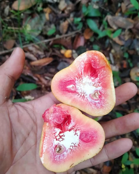 558154426 1265402208933481 331155211307634711 n