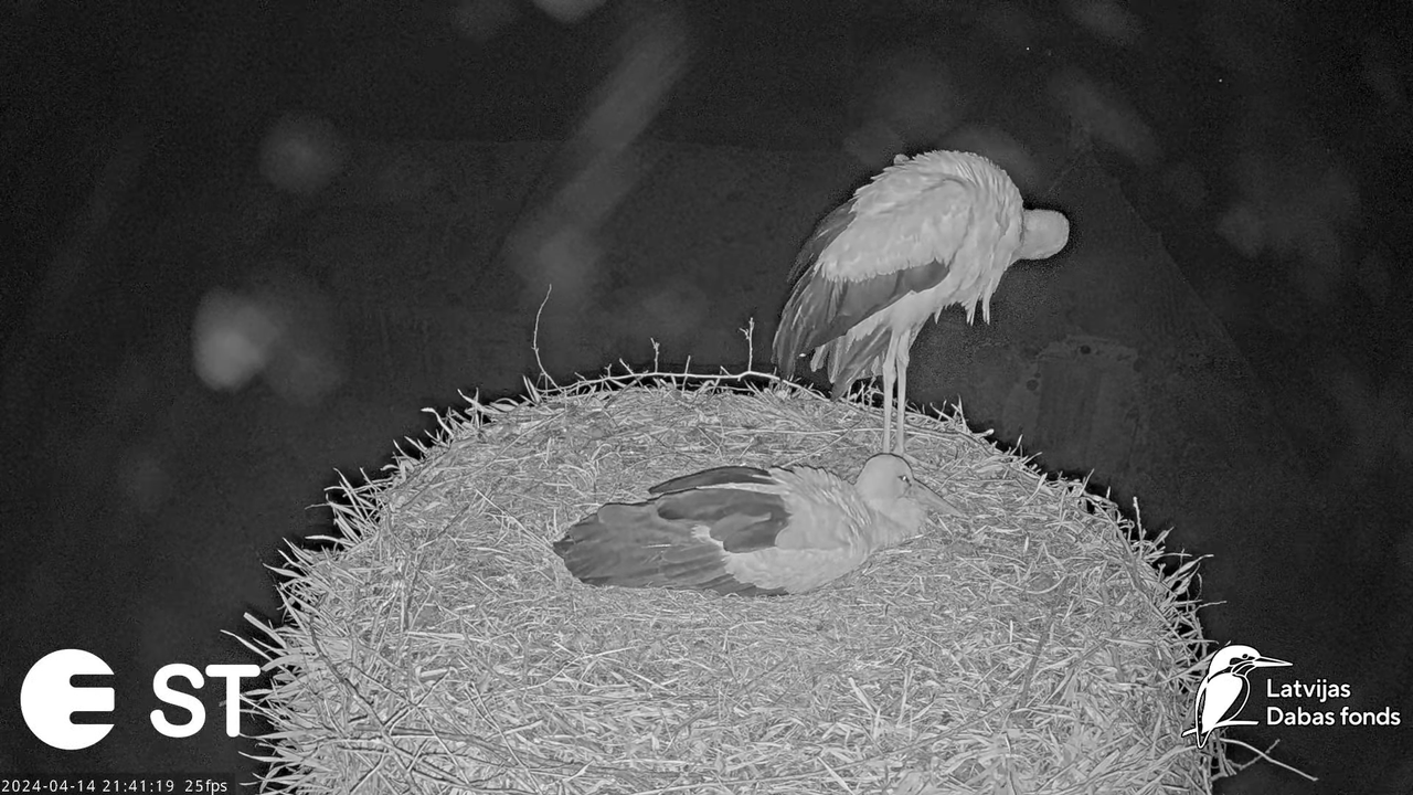 Baltie stārķi (Ciconia ciconia) Tukuma novadā - LDF tiešraide __ White storks in Tukums, Latvia 15-2