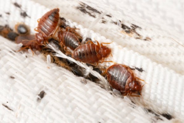 Pest-Control-5.jpg