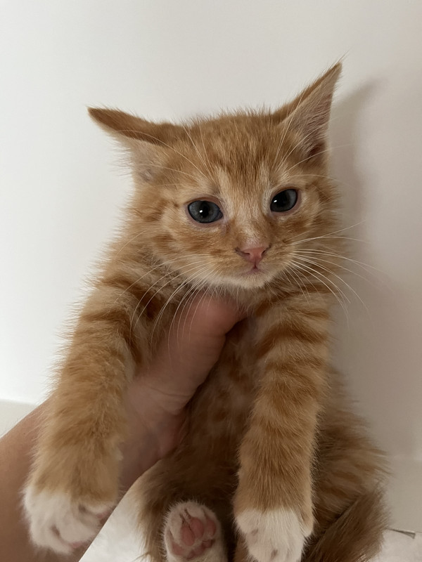 IMG-d7cbbad9074789ed21c67d3eeaa14c3c-V