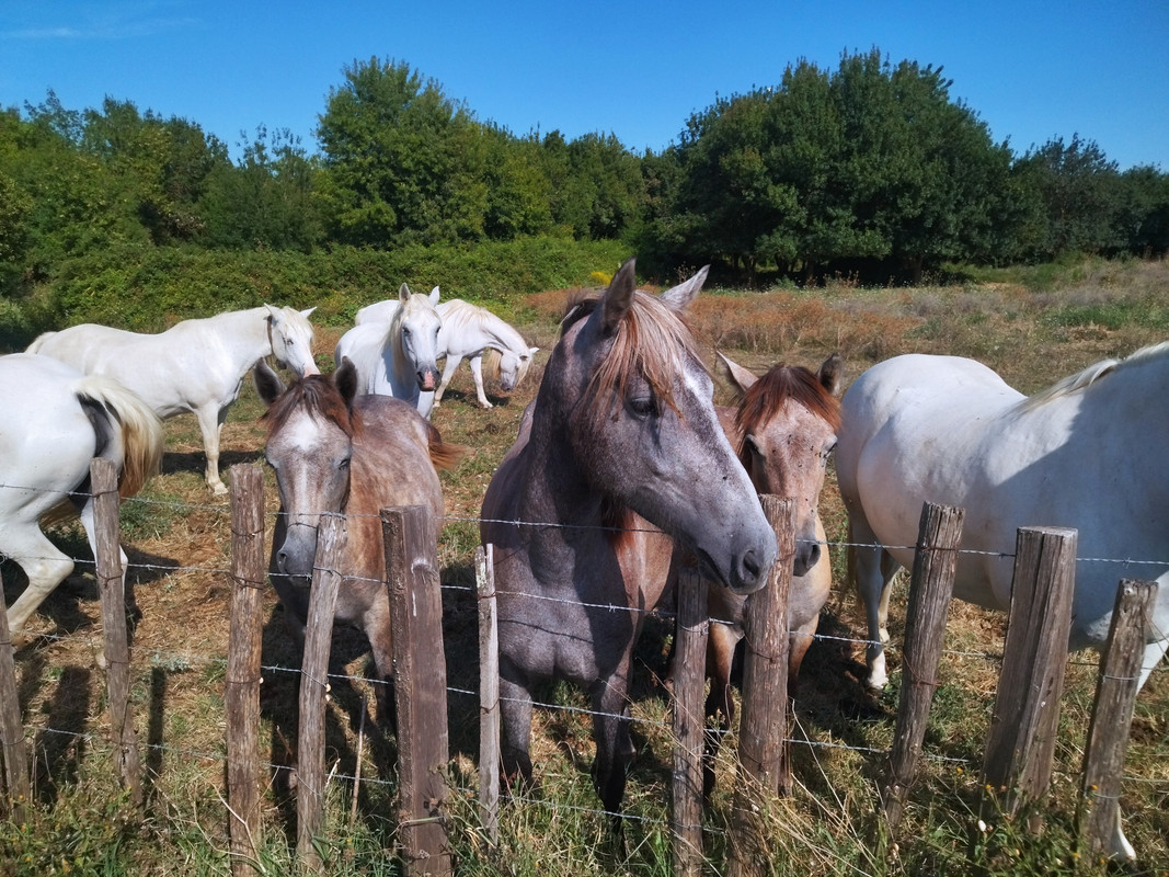 chevaux camargues 2