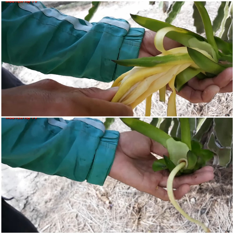 pulling-dragon-fruit-pitaya-flowers-off.jpg