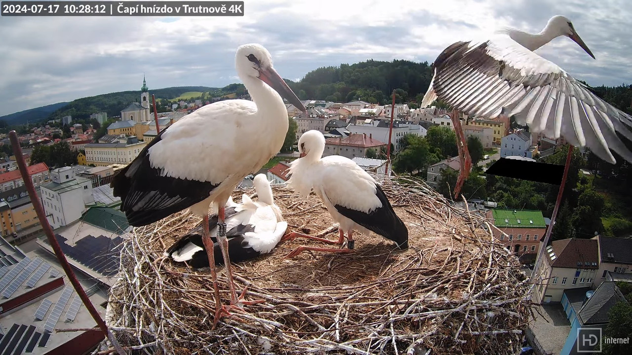 Tiešraidē no stārķa ligzdas uz alus darītavas skursteņa Trutnovā 12-34-28 screenshot (1)