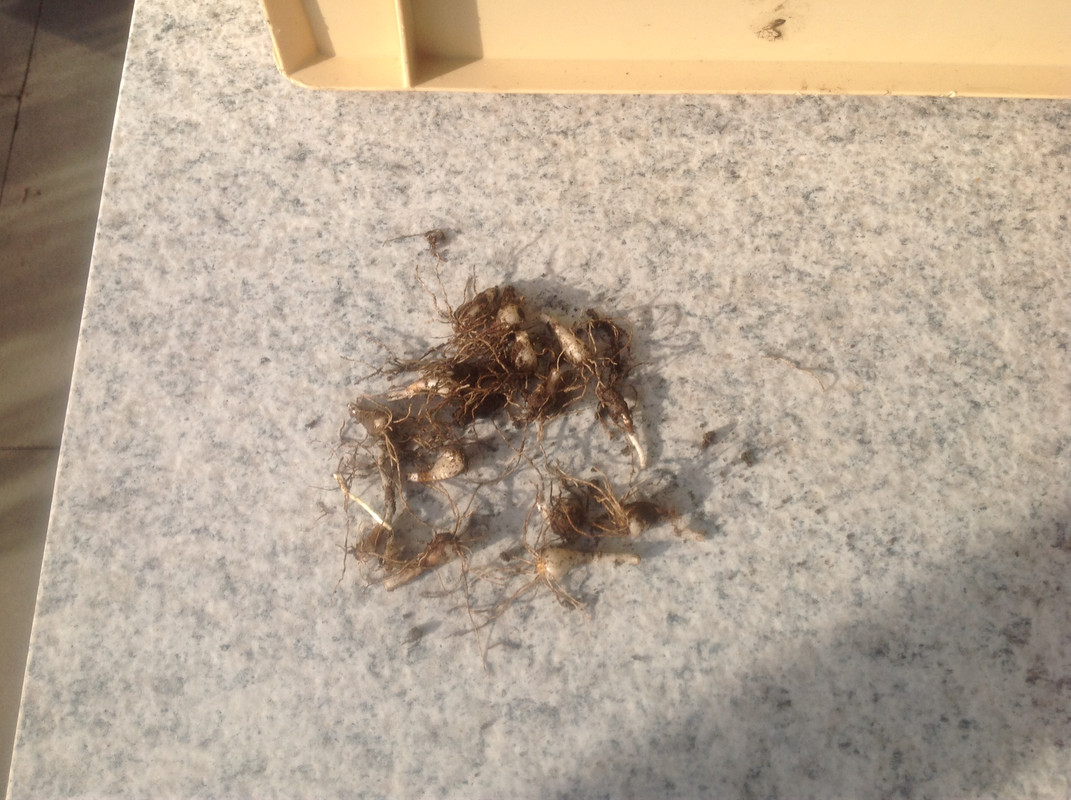 Schneeglöckchenzwiebeln 1792 Setztiefe Feb 16 a