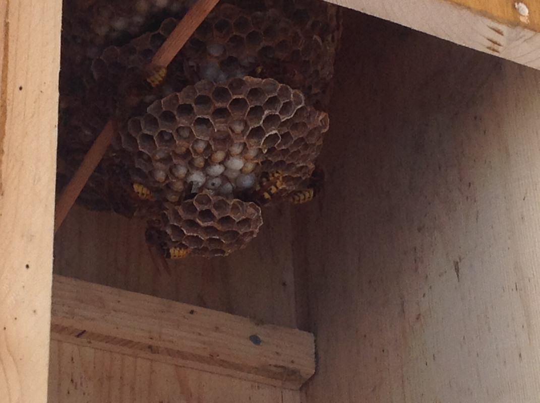 Vespa crabro germana 18 Juli 2015 4. Etage 1Bs