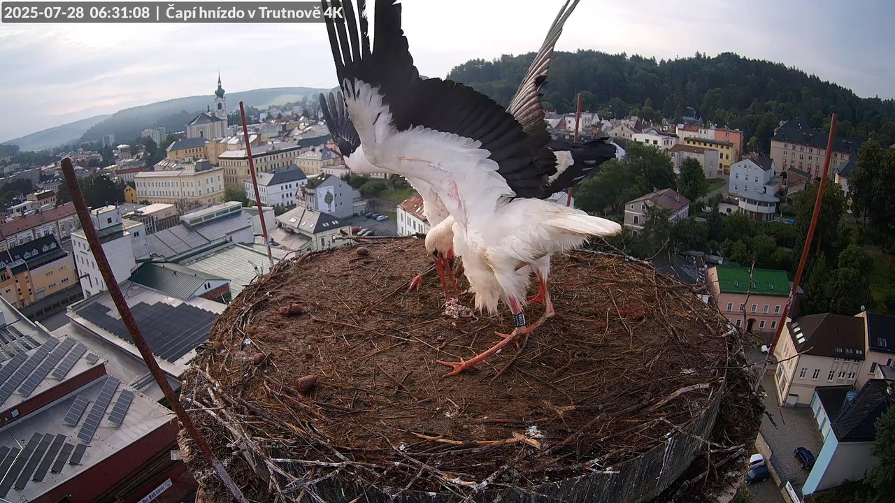Živě z čapího hnízda na pivovarském komíně v Trutnově 10-16-30 screenshot