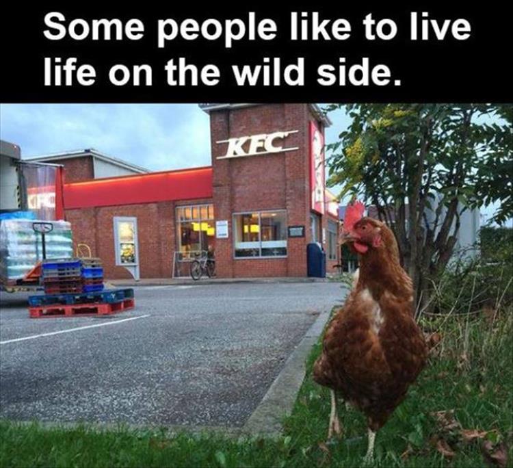 life_on_the_wild_side.jpg