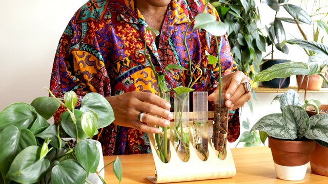 Live Encore: Caring for Your Houseplants