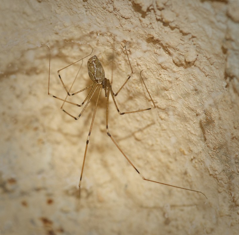 Pholcus phalangioides (Daddy Long Legs) - JUS_7376 - CLR