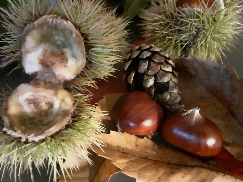 brown-chestnuts.jpg