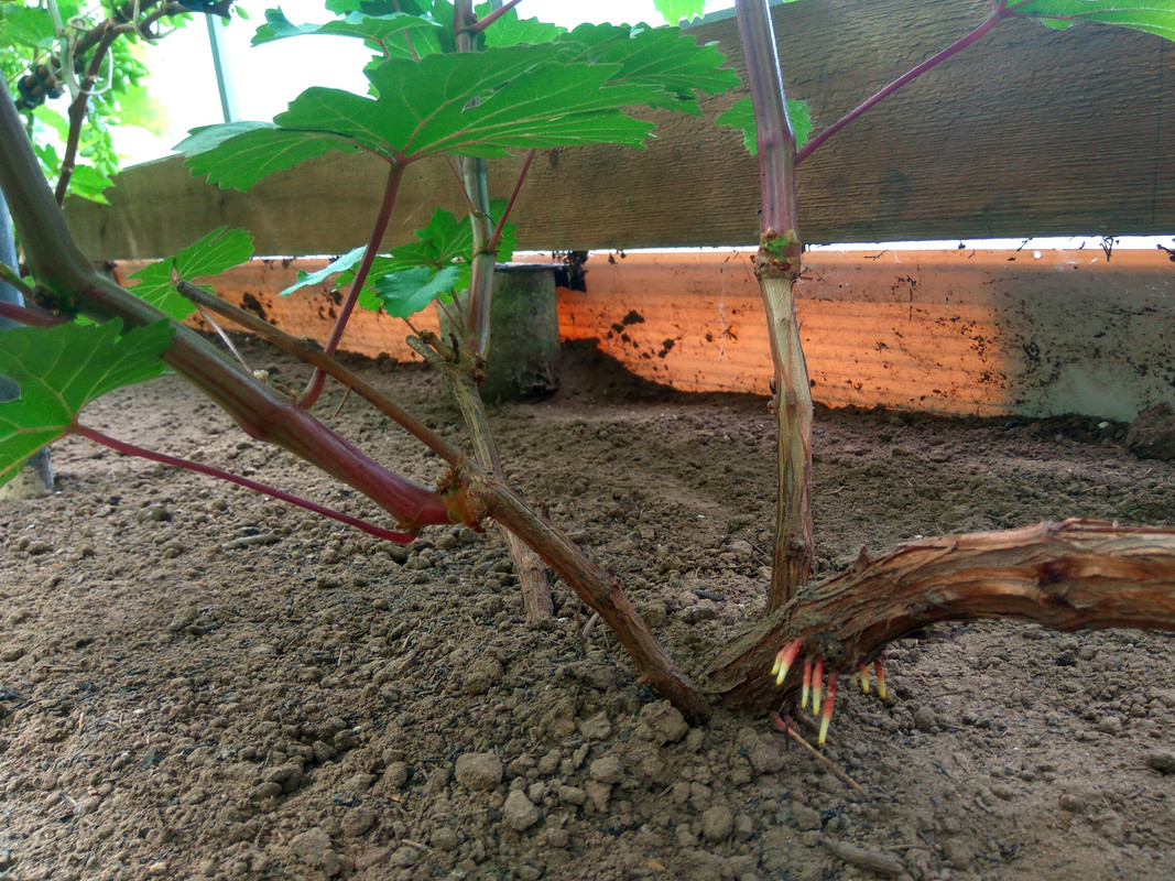 Сеянец Волкова 10-4-76 (фото от 11.07.2018).