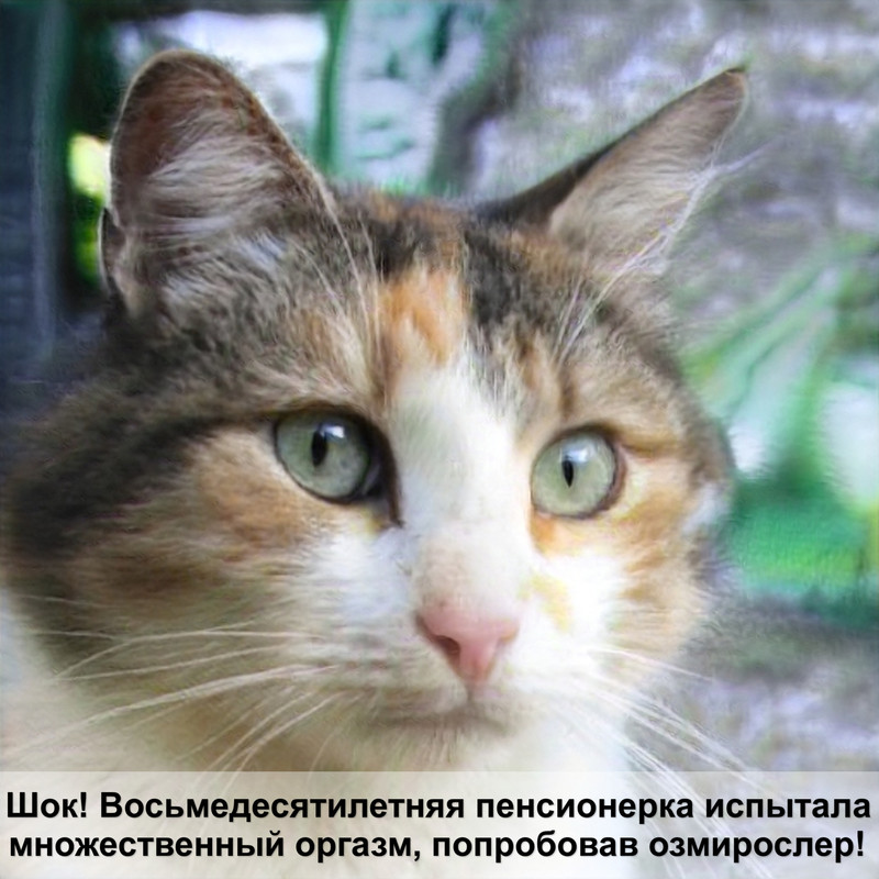 шотландская мраморная кошка