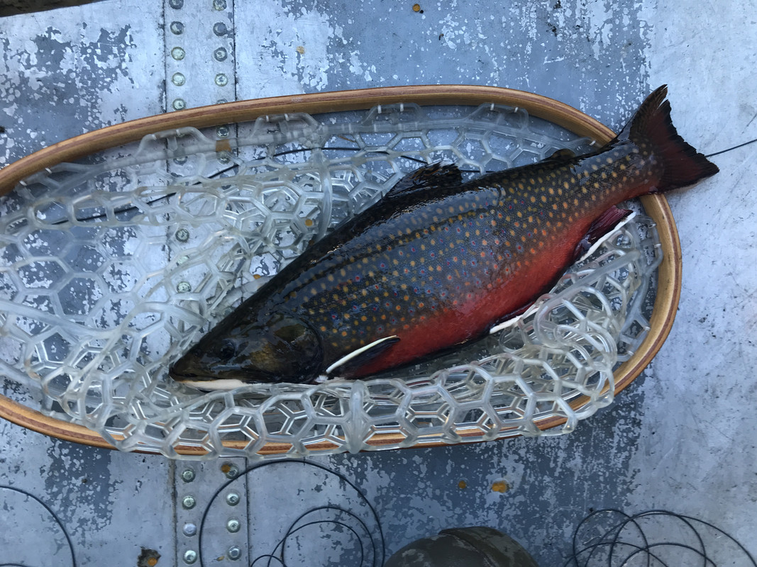 LDDE1585 last year fish 3-1