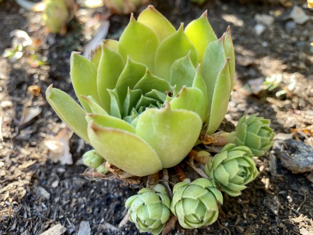 [Image: 19-C1-EA17-CFCC-45-E8-8560-BEA57794-AB42.jpg]