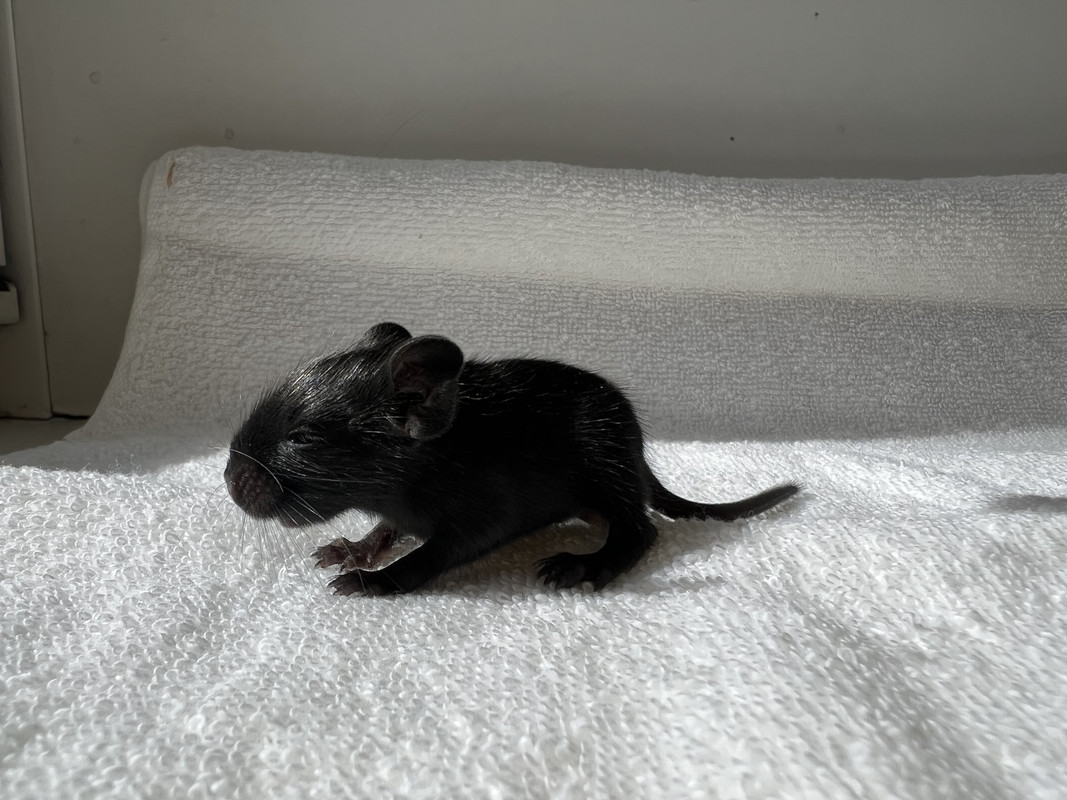 0459DB22-E986-4259-BFB7-1D0AADDA5F04