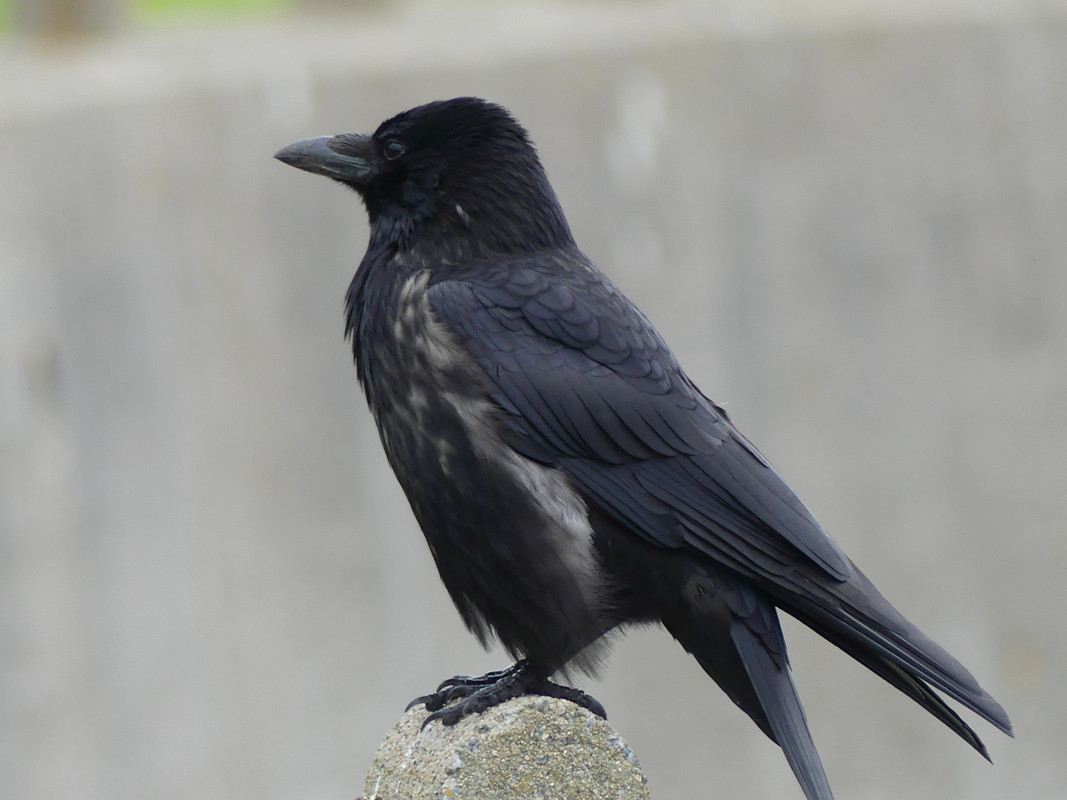 YOUNG CROW 2