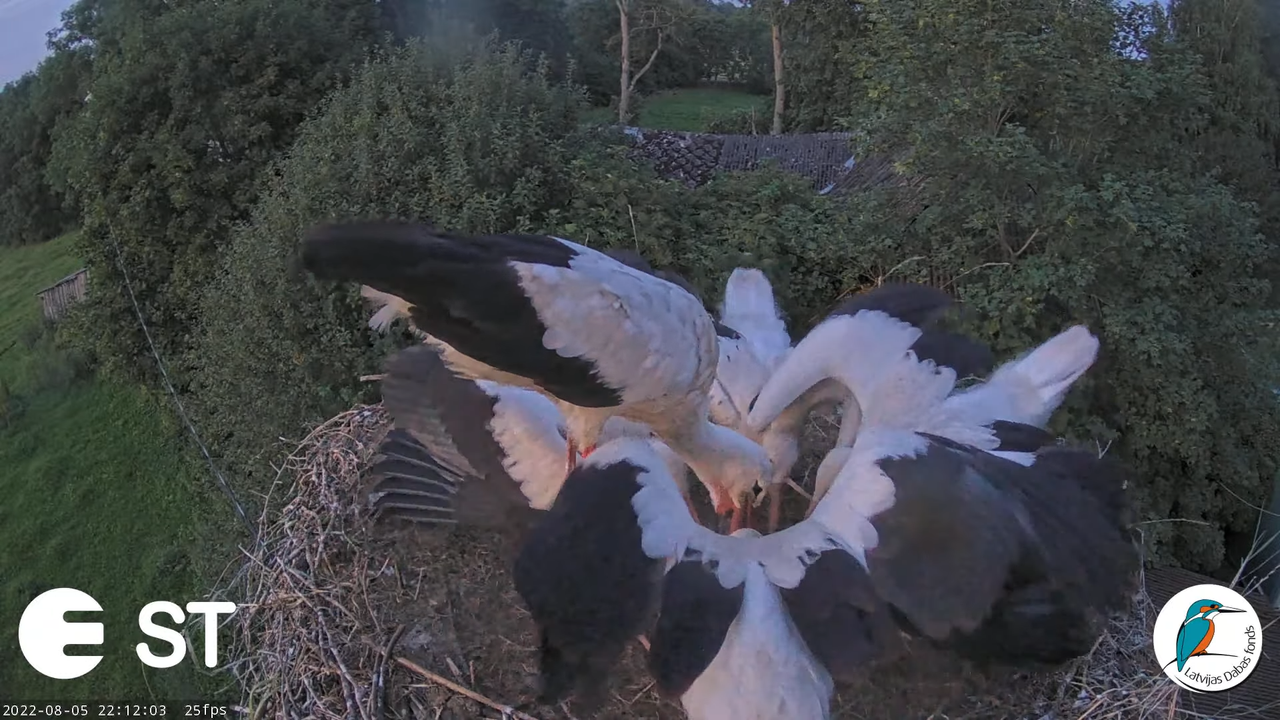Baltie stārķi (Ciconia ciconia) Tukuma novadā - LDF tiešraide __ White storks in Tukums, Latvia 13-1
