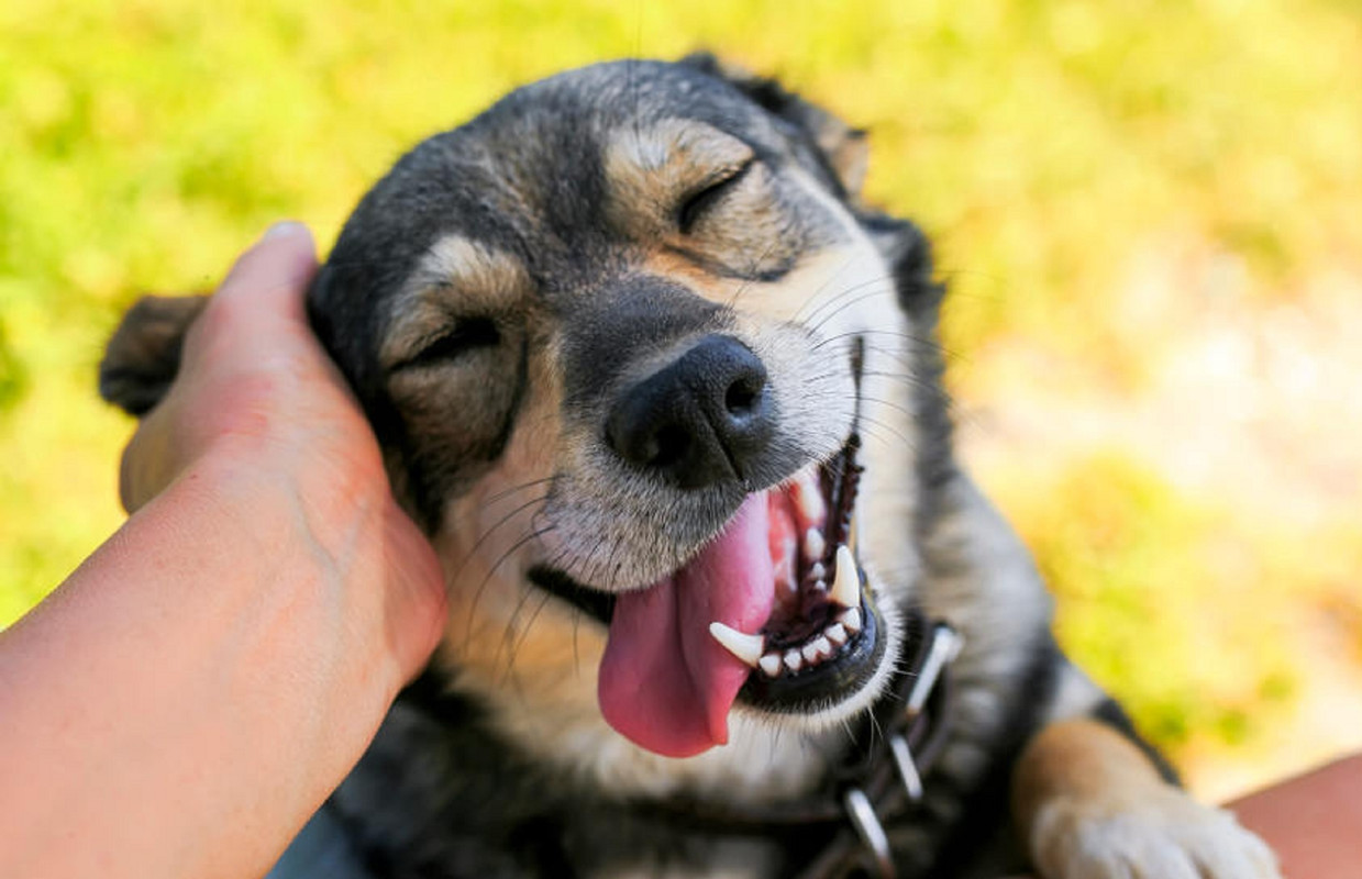 Nuevo estudio explica ¿Por qué lloran los perros cuando te ven volver a casa?