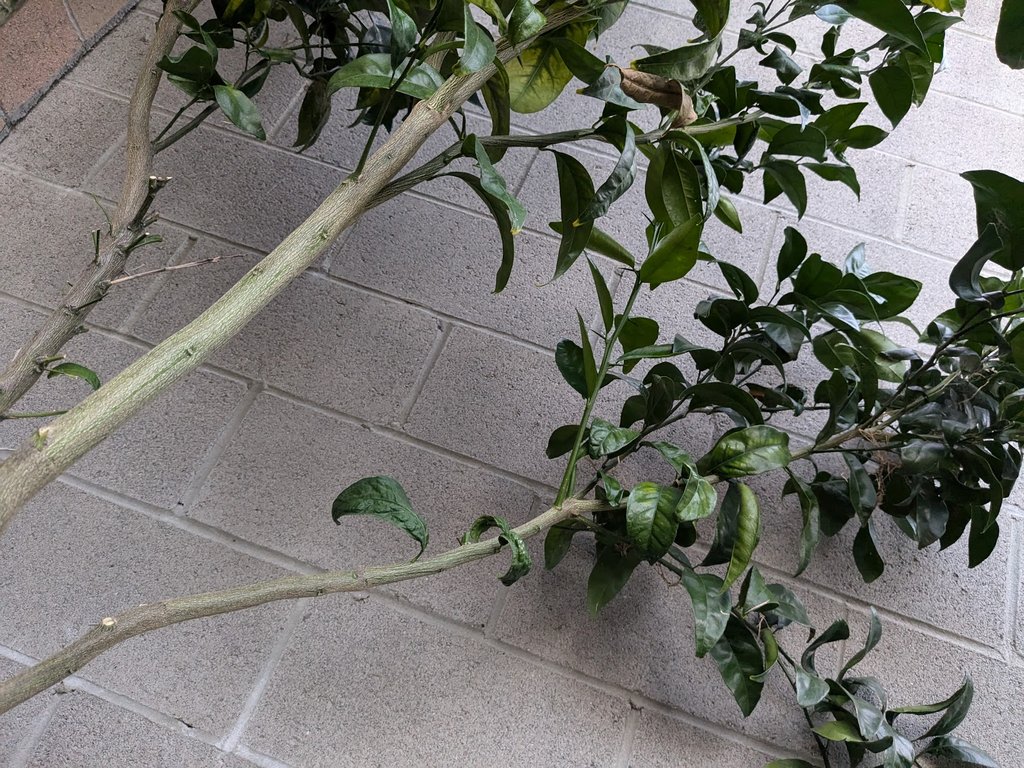 tree6