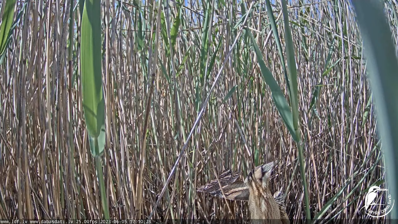 Lielais dumpis (Botaurus stellaris) Engurē - LDF tiešraide 13-37-0 screenshot