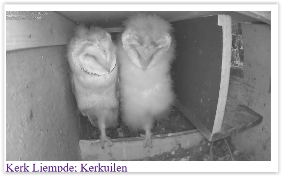 Screen Shot 06-26-21 at 06.40 PM