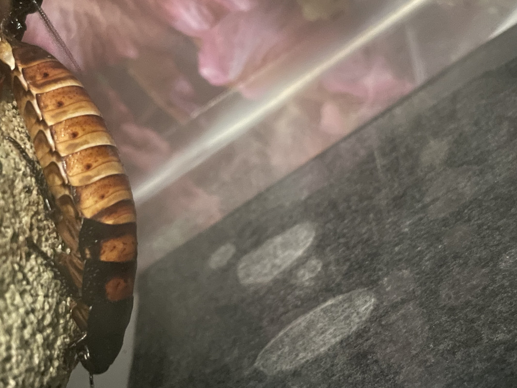 BA97EC00-F958-4693-8D0B-51E6C4AD8FAE